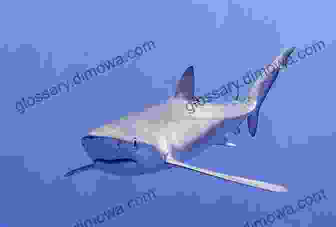 Blue Shark The Top 10 Deadliest Sharks In The World