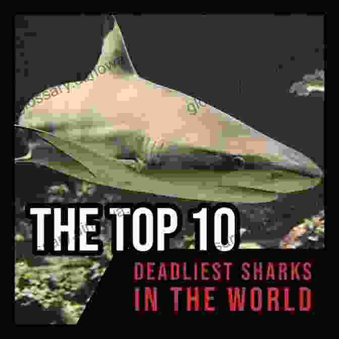 Bull Shark The Top 10 Deadliest Sharks In The World