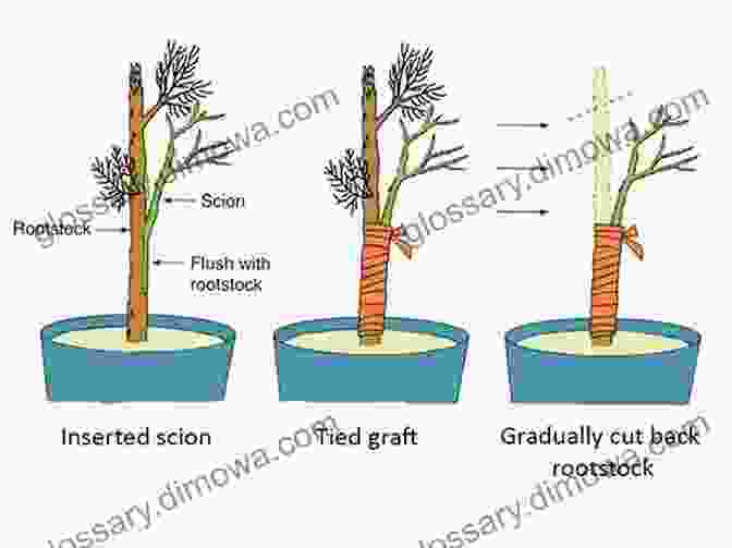 Diagram Showing Invisible Grafting Socks Knitting Ideas: Crocheting Your Own Stunning Socks