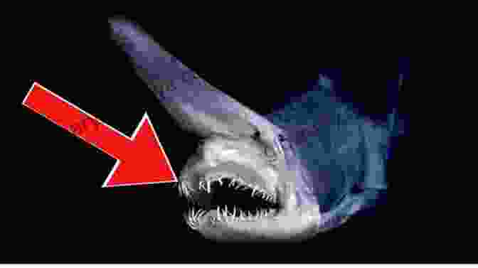 Goblin Shark The Top 10 Deadliest Sharks In The World