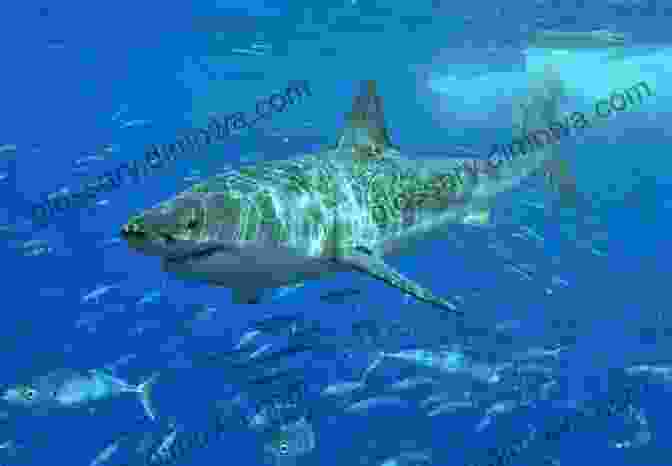 Great White Shark The Top 10 Deadliest Sharks In The World