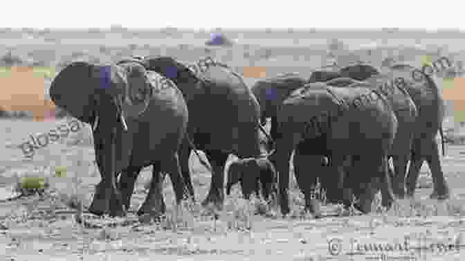 Herd Of Elephants In Botswana On The Roof In Africa (Namibia Botswana 1)