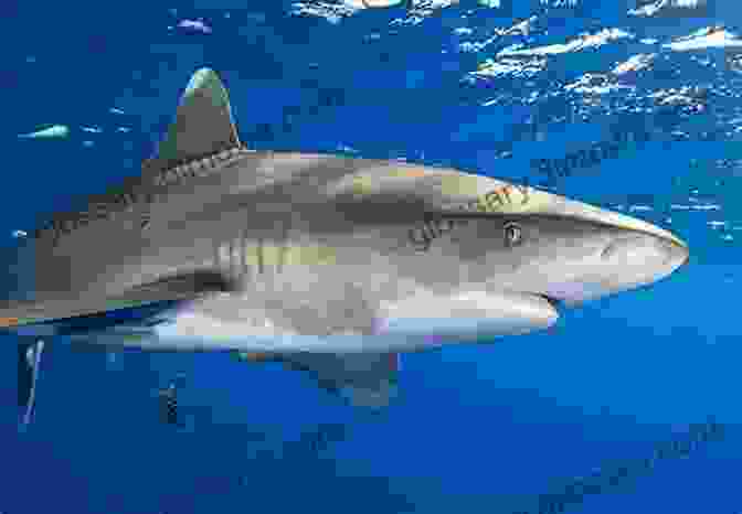 Oceanic Whitetip Shark The Top 10 Deadliest Sharks In The World