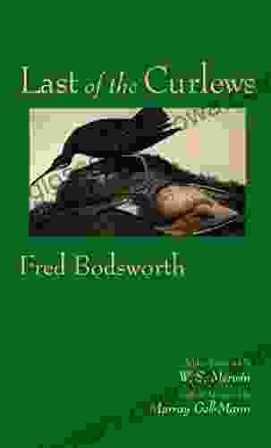 Last Of The Curlews Fred Bodsworth